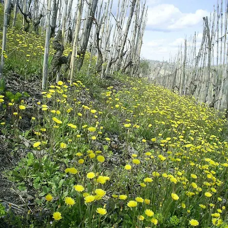 Aleks Friendly House 卡纳莱