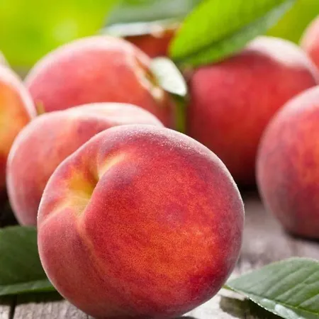 Aleks Friendly House *